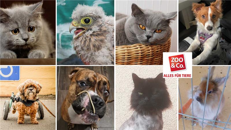 Viele Einsendungen haben uns erreicht. Nun gilt es für den Favoriten abzustimmen. Fotos: Privat