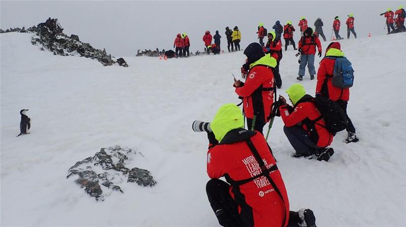 Influencer im ewigen Eis: Wird die Antarktis zum Massenziel? Viele Expeditionen ermöglichen es, die Tierwelt der Antarktis hautnah zu erleben.