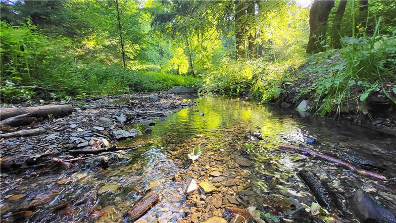 Viele Flüsse und Bäche im Landkreis Goslar wie der Borgbergbach bei Wolfshagen führen zurzeit wenig Wasser.