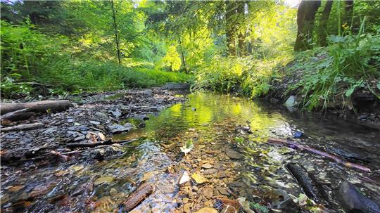 Viele Flüsse und Bäche im Landkreis Goslar wie der Borgbergbach bei Wolfshagen führen zurzeit wenig Wasser.
