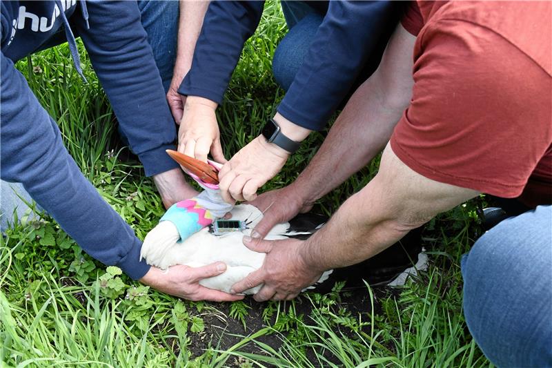 Sender soll Einblicke in das Leben der Störche geben Viele Hände müssen Storchendame Anka festhalten, damit ihr vor dem Flug in die Freiheit die Transportsocke über Augen und Schnabel gezogen werden kann. Foto: Gereke