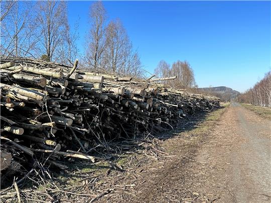 Viele Hundert Festmeter Holz liegen am Rand des Weges. Wobei wohl einiges schon verkauft ist. Die Käufer könnten es nun gegen sauberes Material eintauschen.  Foto: Schlegel