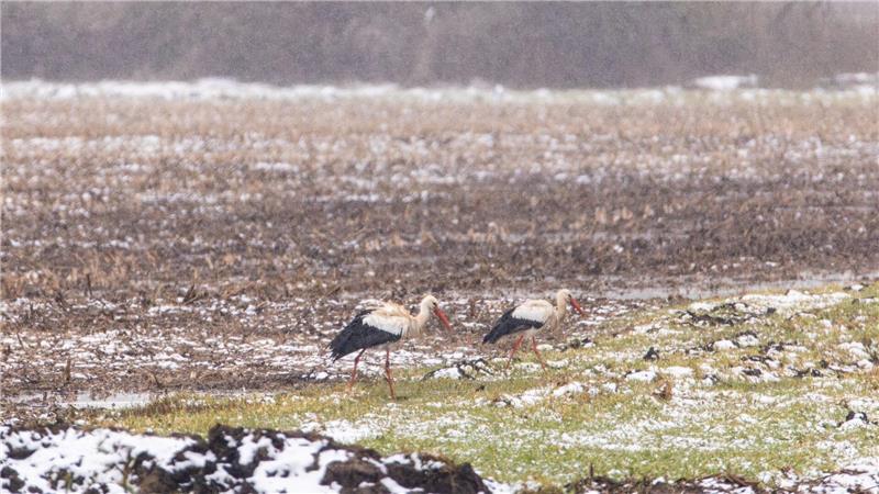 Viele Kraniche rasten in Niedersachsen, einige brüten auch dort. 