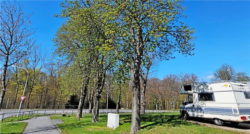 Bund winkt mit Millionen-Förderung für Bäume am Goslarer Osterfeld Viele Osterfeld-Bäume sind krank oder werden häufig von Schädlingen befallen. Die Stadt plant eine Aufforstung. Foto: Sowa