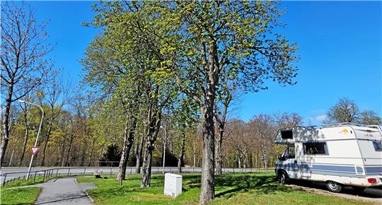 Viele Osterfeld-Bäume sind krank oder werden häufig von Schädlingen befallen. Die Stadt plant eine Aufforstung. Foto: Sowa