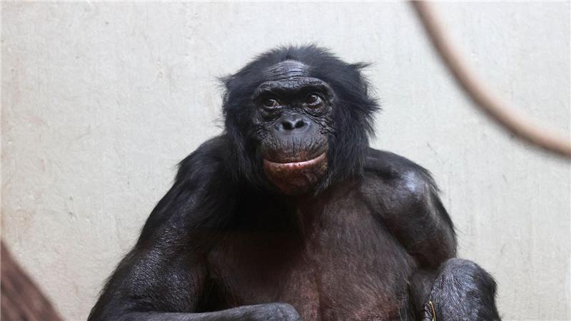 Viele Tiere werden im Zoo deutlich älter als im Mittel in der Wildbahn. 