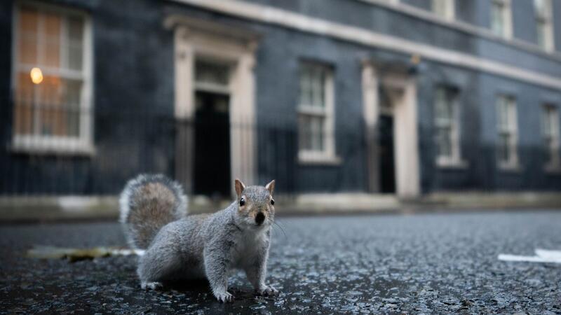 Harte Nuss: Kampf um rote Eichhörnchen in Wales Viele Touristen finden die grauen Eichhörnchen niedlich. (Archivbild)