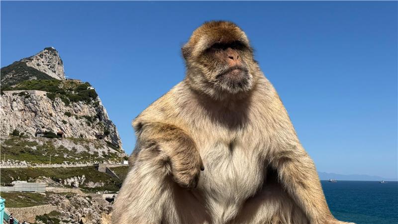 Ein Berberaffe sitzt vor dem Berg von Gibraltar. Im Hintergrund ist das Meet zu erkennen.