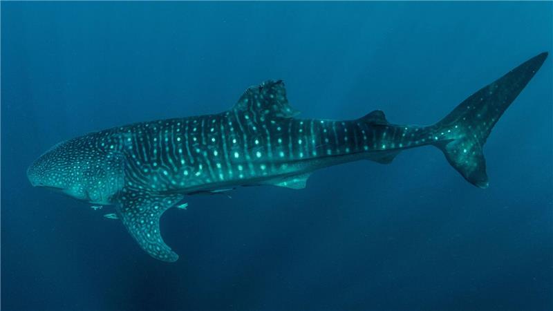 Viele Walhaie tragen Narben durch Fischerei und Tourismus Viele Walhaie weisen laut der Studie Verletzungen wie abgetrennte Flossen auf.