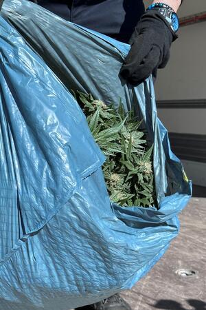 Unbekannte verwandeln ehemaliges Hotel in Drogen-Plantage Viele der Pflanzen sind voll ausgewachsen.