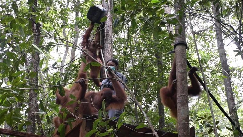 Orang-Utans im Bus: Waldschule auf Borneo zieht um Viele gerettete Orang-Utans müssen erst einmal lernen, wie man auf Bäume klettert.