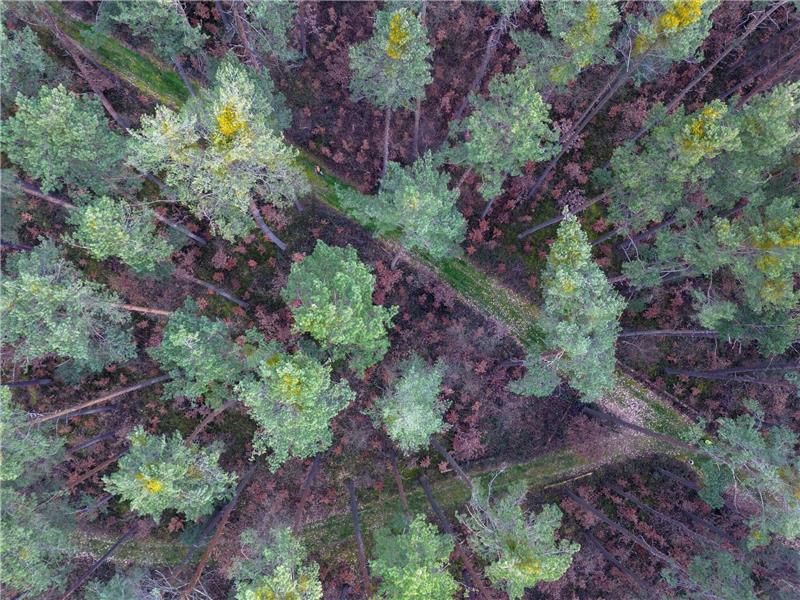Zukunft der Wälder - umbauen, aber wie? Viele vor wenigen Jahren gepflanzte Buchen stehen mit braunen Blättern in Bodennähe in einem über die nächsten zwei Jahrzehnte absterbenden Kiefernwald.