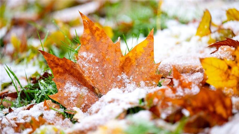 Vielerorts hielten sich die bunten Blätter auch noch im November an den Bäumen. Nun zerrt der Sturm sie herunter.