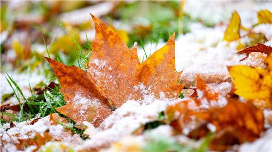 Vielerorts hielten sich die bunten Blätter auch noch im November an den Bäumen. Nun zerrt der Sturm sie herunter.