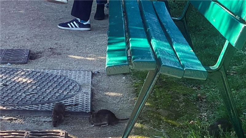 Vielerorts in Paris gehören Ratten praktisch zum Stadtbild. 