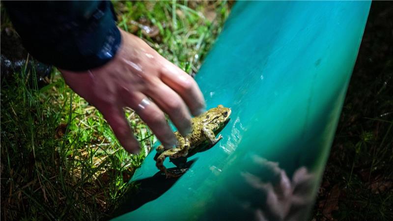 Vielerorts wurden bereits wieder Schutzzäune aufgestellt. Darauf sollten sich Autofahrer aber nicht verlassen. (Archivbild)