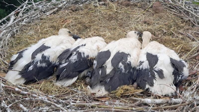 Die vier D’s wachsen prächtig Vier Jungstörche in Werlaburgdorf wurden kürzlich beringt und erfreuen sich bester Gesundheit.