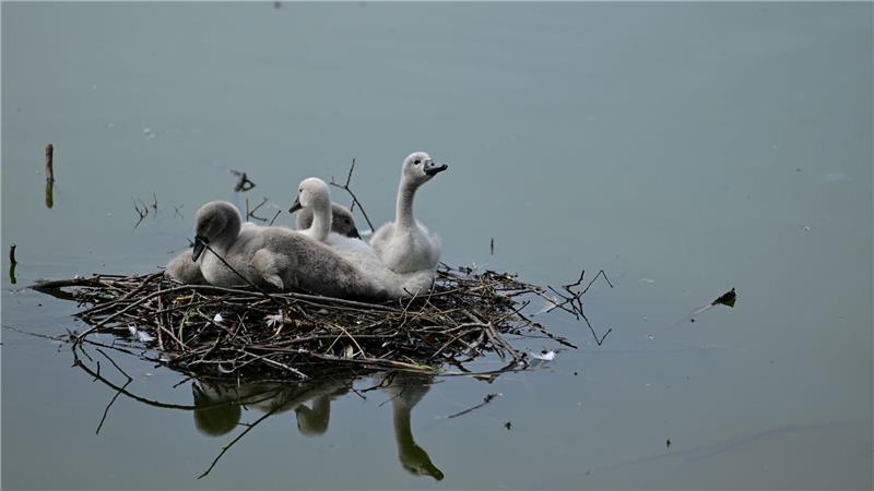 Vier Schwanenjunge sitzen in einem Nest auf dem Blümelteich im Volkspark Mariendorf in Berlin. 