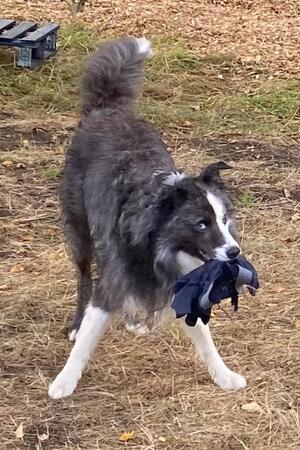 Rocken am Beckenrand, Aufräumen im Naturschutzgebiet Vierbeiniger Helfer: Hund Piwi unterstützt seine Besitzerin Sabine Meisner.