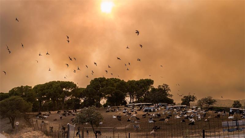 Vögel fliegen durch dichte Rauchwolken über eine Ziegenherde während eines Waldbrandes bei Madrid in Spanien.