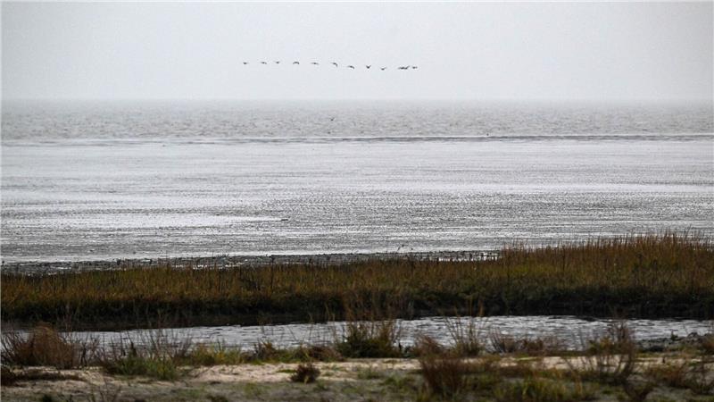 Klima- und Umweltänderungen führen zu Artenwandel im Watt Vögel fliegen über das Watt vor dem Strand von Dangast.