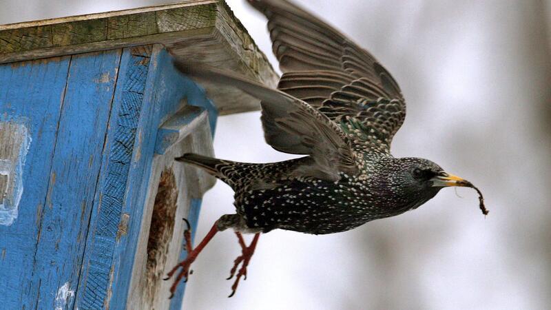 Vögel im Garten helfen, den Schneckenbefall zu reduzieren.