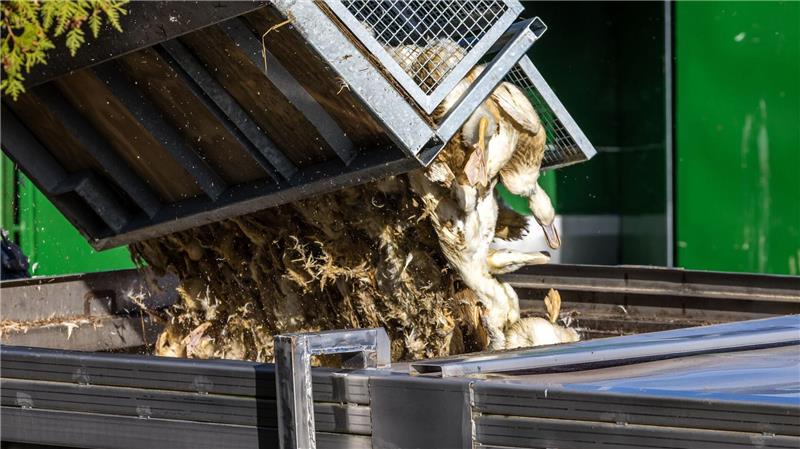Vogelgrippe in Brandenburg: Enten, die in einer von Geflügelpest befallenen Anlage getötet wurden, werden in einen Transportbehälter gekippt.