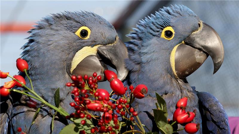 Vogelpark Marlow freut sich über Ara-Nachwuchs