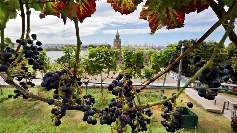 Voll mit reifen Trauben stehen Rebstöcke oberhalb der Landungsbrücken in Hamburg