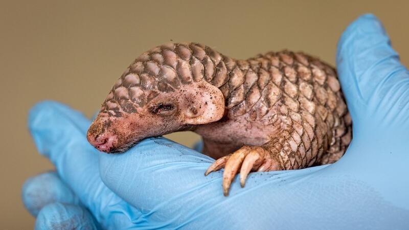 Prager Zoo freut sich über Schuppentier-Baby Vom Aussehen her erinnert das neugeborene Exoten-Tier an einen Tannenzapfen.