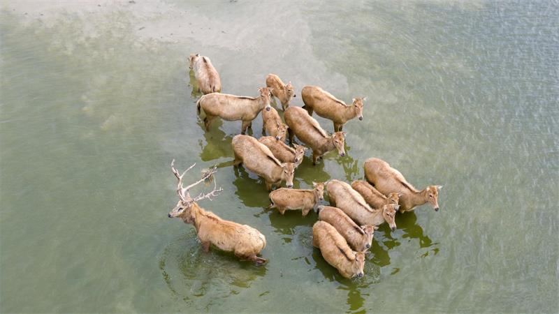 Vom Aussterben bedrohte Milu-Hirsche in chinesischem Naturreservat