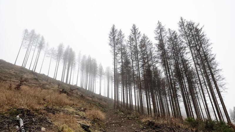 Vom Borkenkäfer befallene und abgestorbene Fichten stehen im Kellwassertal im Harz.