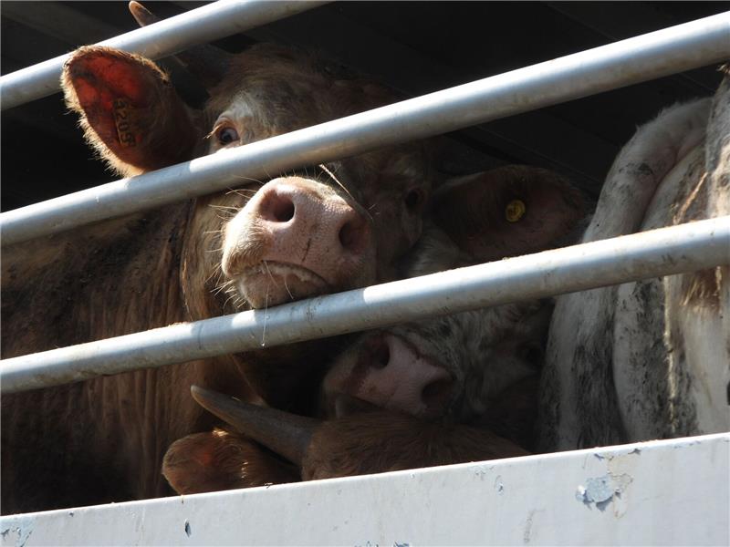 Tiertransporte in der EU: Mehr Tierschutz gefordert Von 2017 bis 2021 laut EU-Rechnungshof jährlich durchschnittlich rund 1,6 Milliarden Tiere zwischen Mitgliedstaaten und in oder aus Nicht-EU-Ländern transportiert.