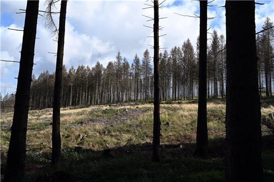 Von Borkenkäfer befallene Fichten stehen im Kellwassertal im Harz.