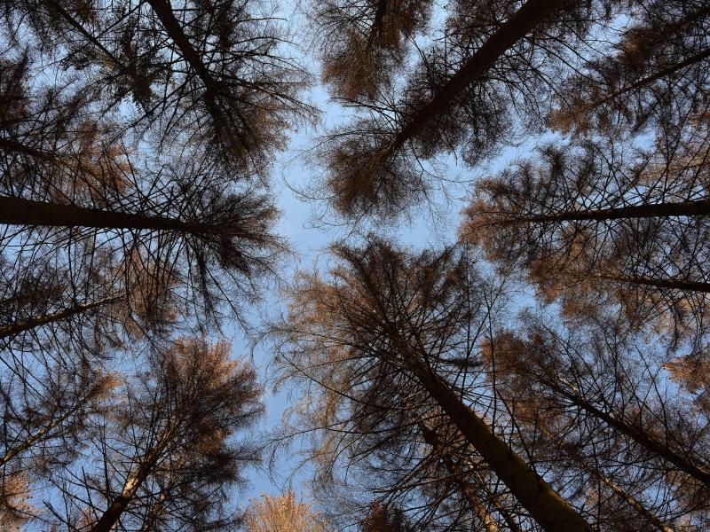 Von Borkenkäfer befallene Fichten stehen im Kellwassertal im Harz. Foto: Swen Pförtner/dpa/Archivbild