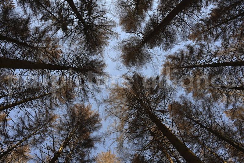 Warnung vor Gefahr: Viele beschädigte Wanderwege im Harz Von Borkenkäfer befallene Fichten stehen im Kellwassertal im Harz. Nahezu alle Stämme sind Opfer des Borkenkäfers. Foto: dpa