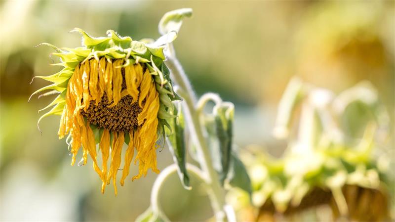 Von Hitze und Trockenheit geschädigte Sonnenblumen stehen auf einem Feld bei Lindchen in Südbrandenburg.