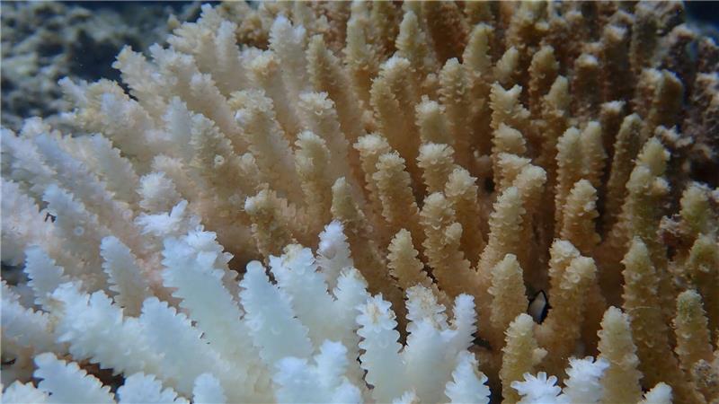Hitzestress: Rekord-Korallenbleiche vor Westaustralien Von Kimberley bis Ningaloo: Von der Bleiche betroffen ist ein Gebiet von rund 1.500 Kilometern Länge.