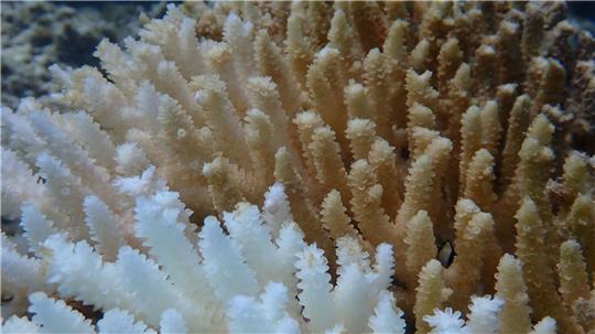 Von Kimberley bis Ningaloo: Von der Bleiche betroffen ist ein Gebiet von rund 1.500 Kilometern Länge. 