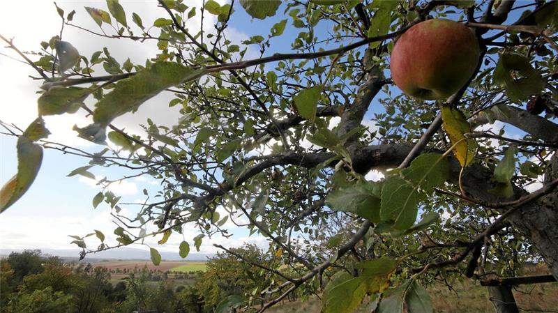 Hornburger Apfelfest: Neustart nach fünf Jahren Pause Von den Hängen des Taleinschnitts bieten sich spektakuläre Blicke zum Harz.