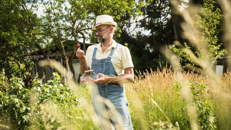 10 Dinge, die Sie für den Anbau von Erdbeeren wissen müssen Von der Hand in den Mund: Erdbeeren naschen gehört zum Sommer.