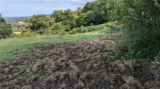 Von der Wiese ist auf der Koppel hinter den Grundstücken Am Silberborn nur noch wenig zu erkennen. An vielen Stellen graben dort regelmäßig die Wildschweine nach Futter.