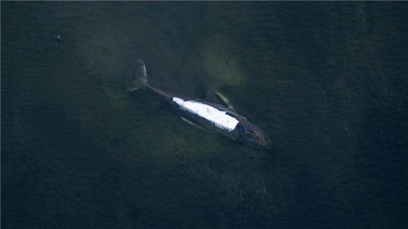 Von einem Flugzeug aus sind der Buckelwal und die Tücher auf seinem Rücken gut zu sehen. 