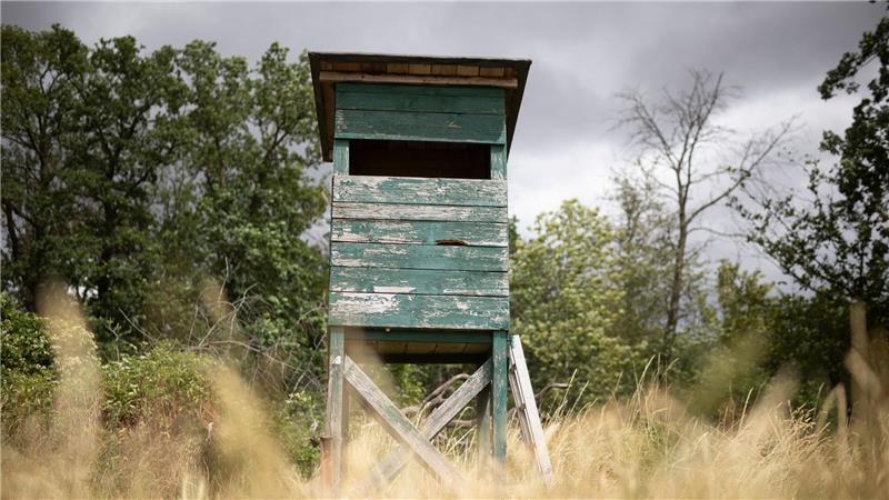 Suche nach mutmaßlicher Großkatze in Rheinland-Pfalz läuft Von einem Hochsitz sichtet ein Jäger im nördlichen Rheinland-Pfalz ein größeres katzenartiges Tier. (Symbolbild)