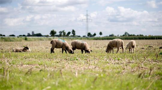 Von einer umzäunten Wiese wurden zwei Schafe entwendet. (Symbolbild)