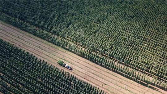 Von einigen Sorten wird zu viel Hopfen angebaut. (Archivbild)