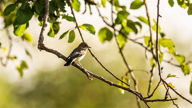 Wahl zum „Vogel des Jahres“ beginnt – was bringt die Kür? Von hohen Sitzwarten aus fängt der Trauerschnäpper Insekten oft im Flug. (Archivbild)