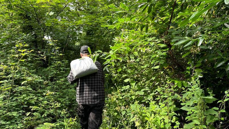 Harte Nuss: Kampf um rote Eichhörnchen in Wales Von rund einem Dutzend grauer Eichhörnchen auf Anglesey weiß der Experte.
