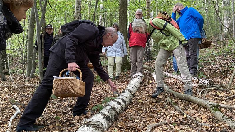 Vor allem Baumpilze sind im Wald häufig zu finden, Hans Manhart (l.) erläutert die Unterschiede.