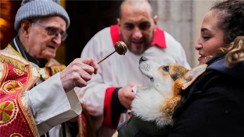Vor allem Hunde und Katzen werden von ihren Haltern zur Segnung vor der Kirche San Antón in Madrid gebracht.